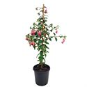 Afbeelding van KP21 Fuchsia stam div Stam